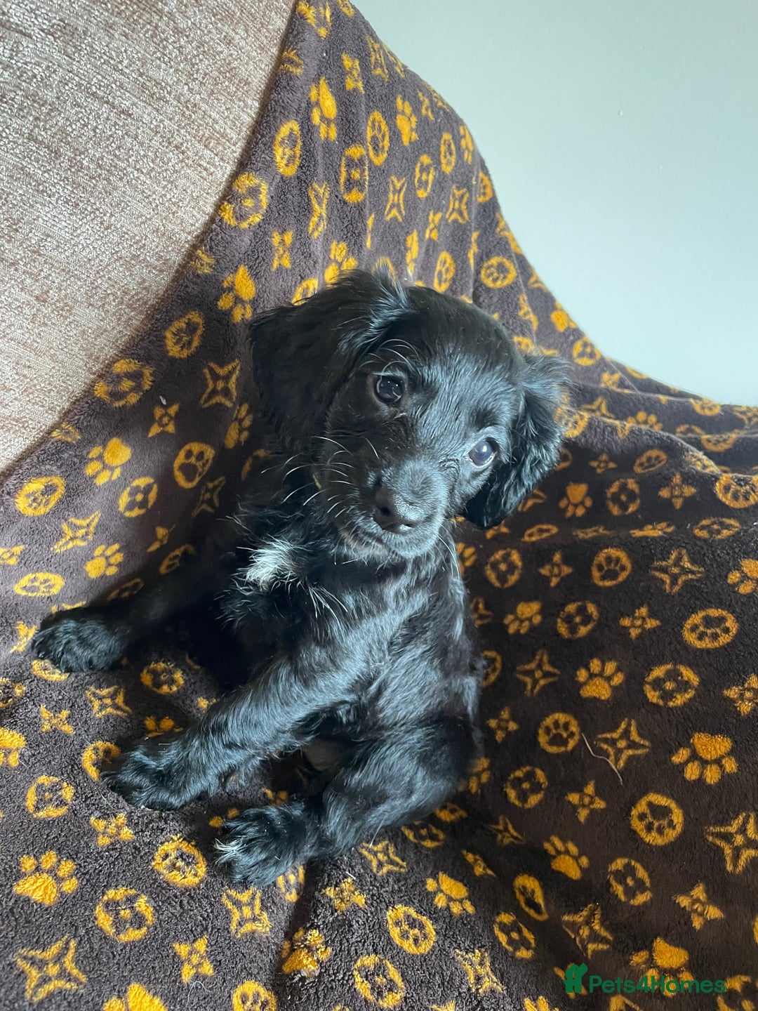 Cocker Spaniel dogs for sale: COCKER SPANIEL GIRLS READY FOR NEW HOMES  - Image 10