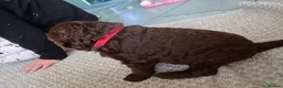 Mixed Breed dogs for sale: Beautiful Poodle Puppies 🩷 - Advert 9
