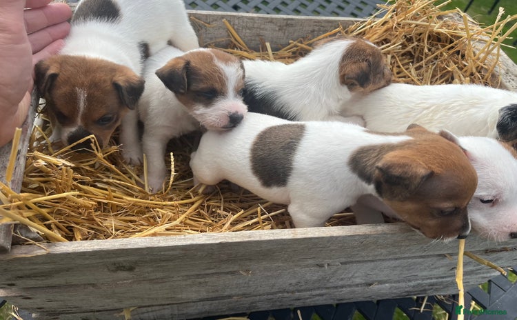 Jack Russell dogs - Advert 1