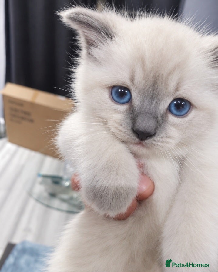 Ragdoll cats for sale: 🏆🥇Champion Bloodline🧸😻Ragdolls💖 - Advert 2
