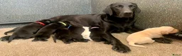 Labrador Retriever dogs for sale: KC working type Labradors  - Advert 13