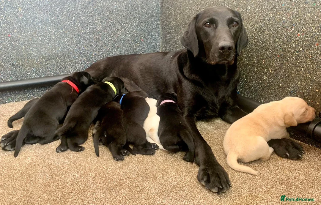 Labrador Retriever dogs for sale: KC working type Labradors  - Advert 13