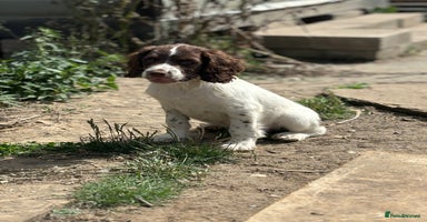 English Springer Spaniel dogs - Advert 7