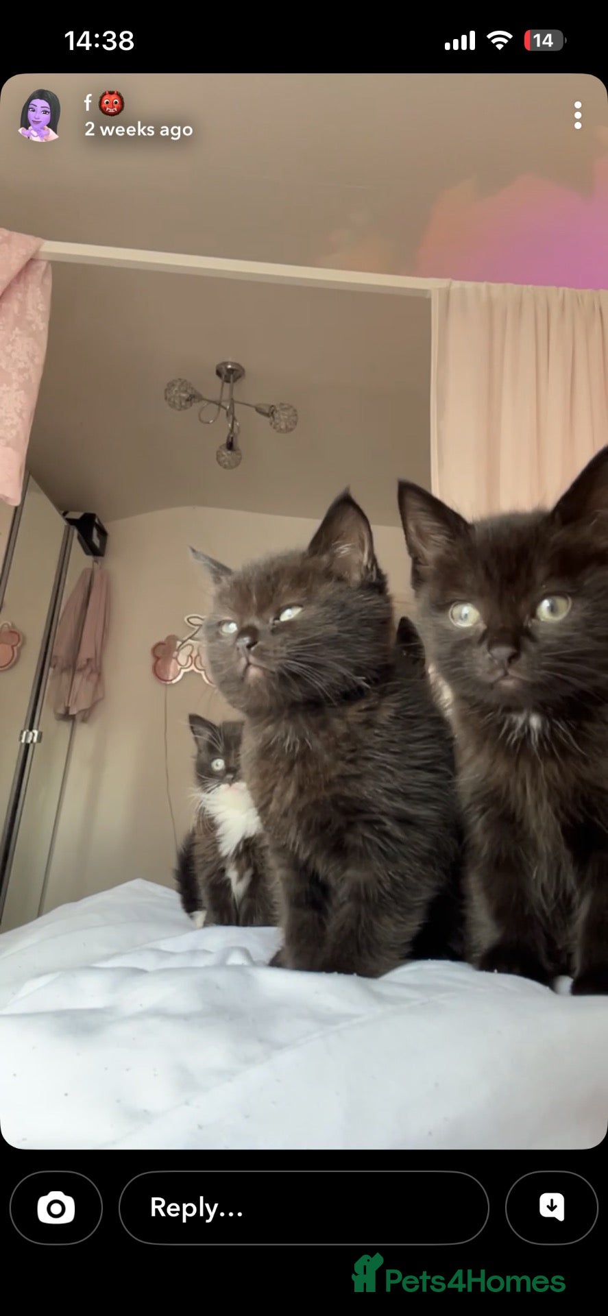 Mixed Breed cats 3 KITTENS FOR SALE  - Advert 1