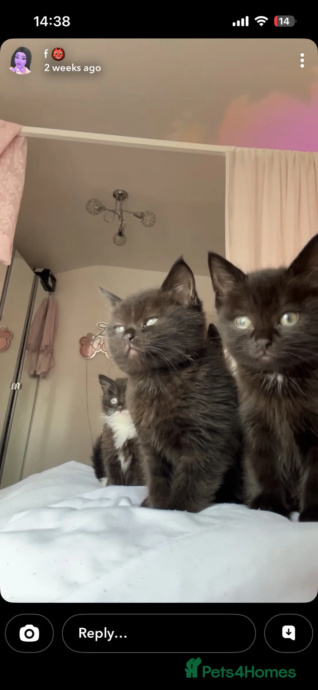 Mixed Breed cats for sale: 3 KITTENS FOR SALE  - Advert 1