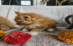 Maine Coon cats for sale: Maine Coon kittens available Chunky and confident - Image 18