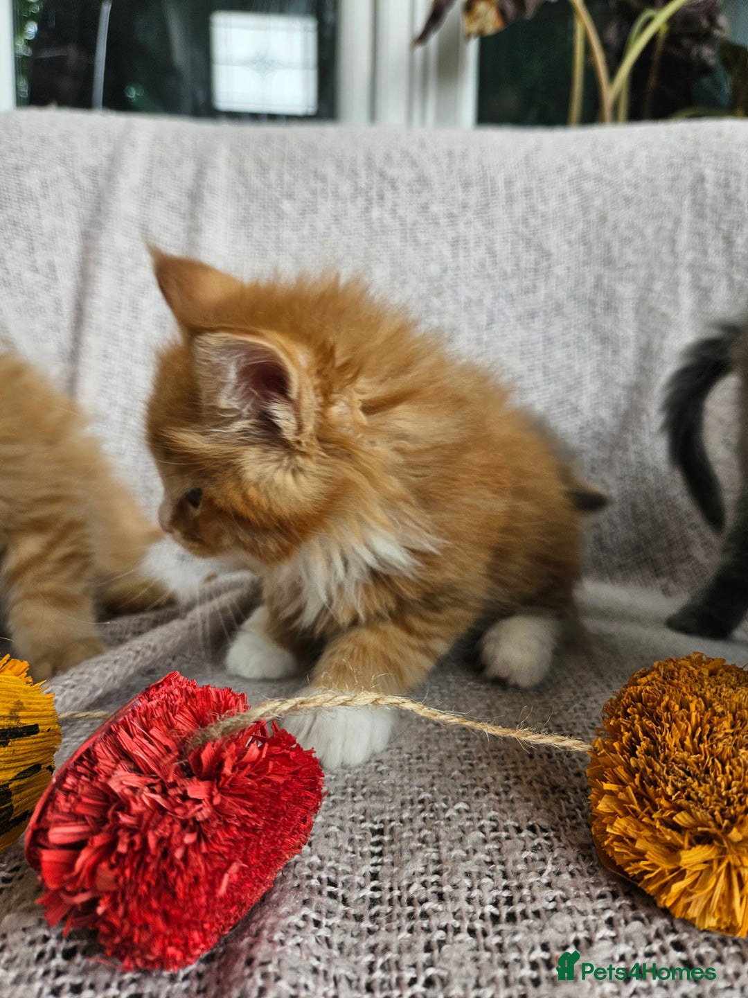 Maine Coon cats for sale: Maine Coon kittens available Chunky and confident - Image 18