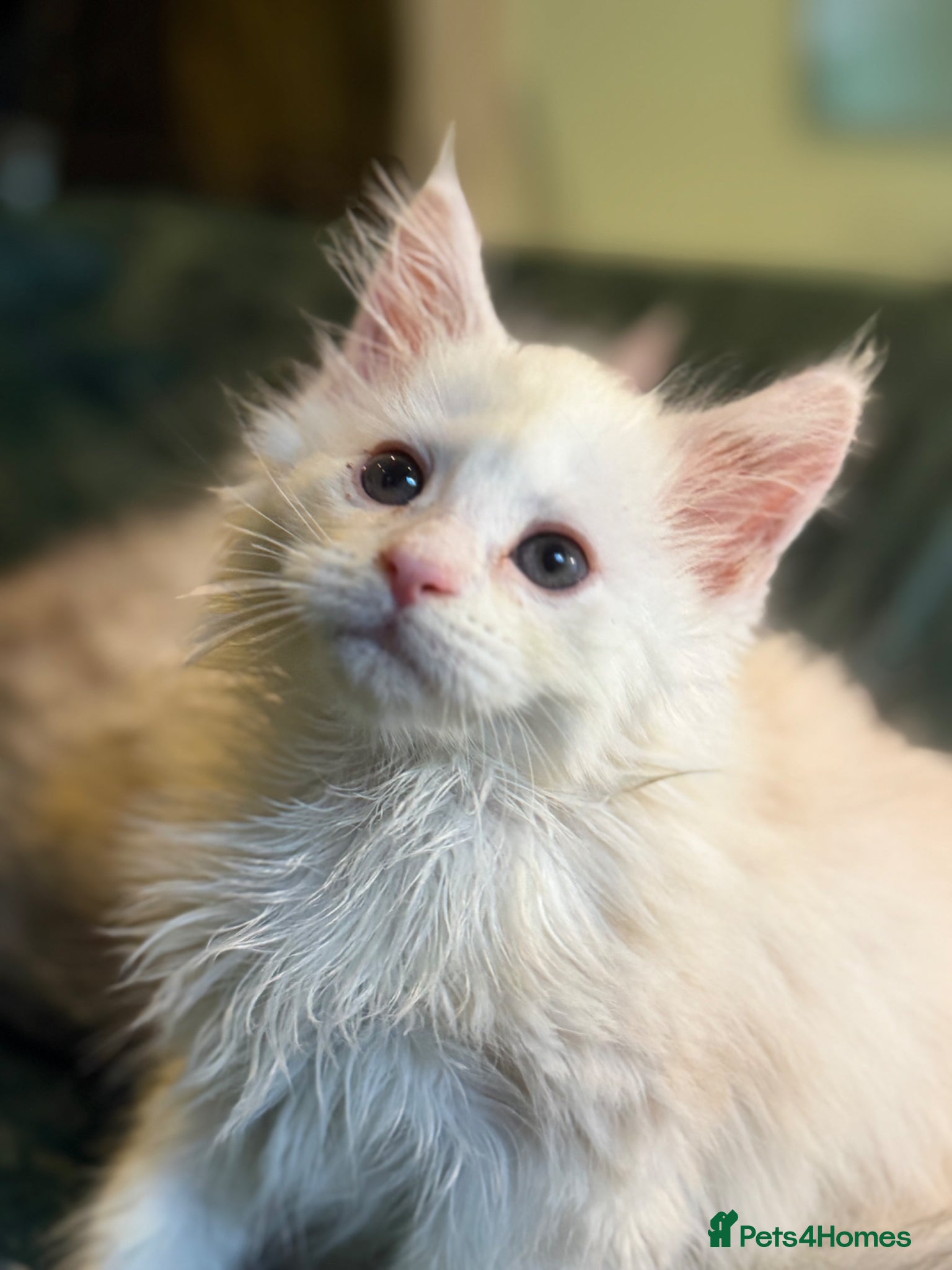 Maine Coon cats Ready to leave pedigree male and female kittens - Advert 1