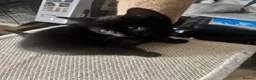 Mixed Breed cats for sale: 4 lively kittens looking for forever homes  - Advert 6
