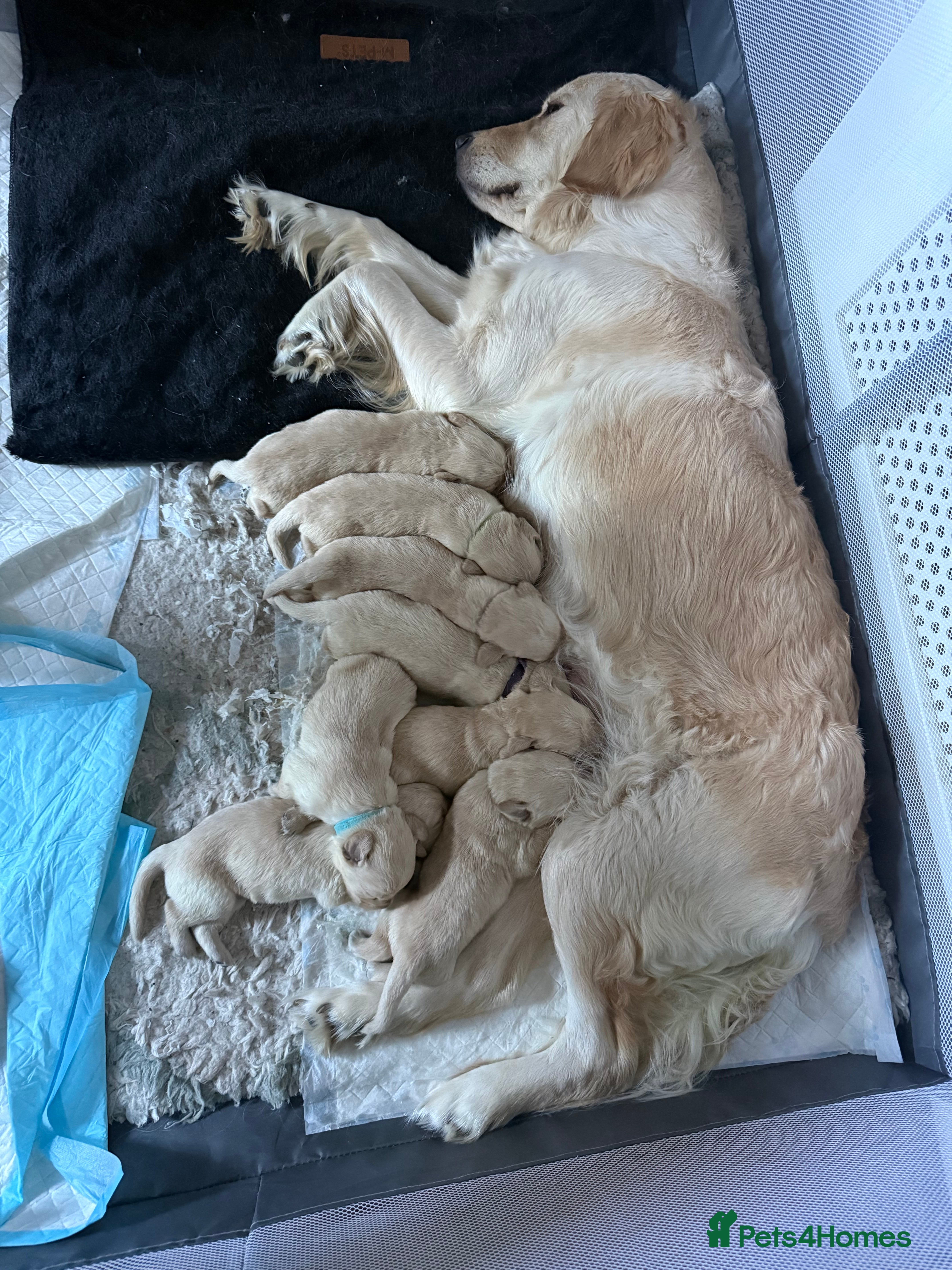 Goldador dogs 8 beautiful golden retriever x red lab puppies  - Advert 1