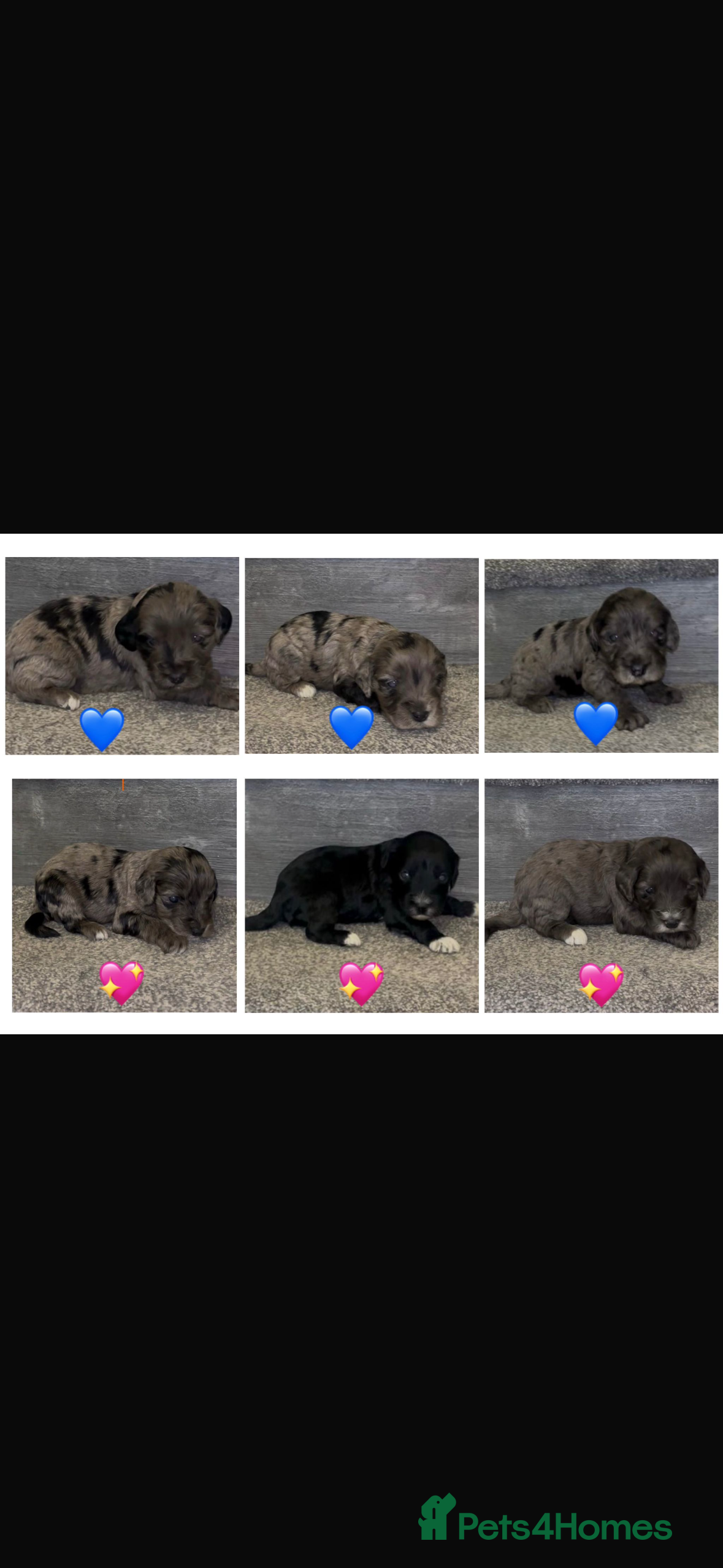 Cockapoo dogs Beautiful cockerpoo F1 puppies  - Advert 4