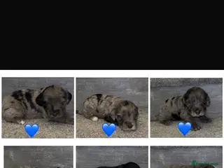 Cockapoo dogs Beautiful cockerpoo F1 puppies - Advert 4