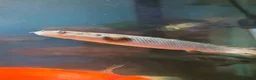 Sharks fish for sale: Tropical fish  in Port Talbot - Advert 14