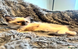 Ragdoll cats for sale: Gorgeous Pedigree Ragdolls  - Image 21