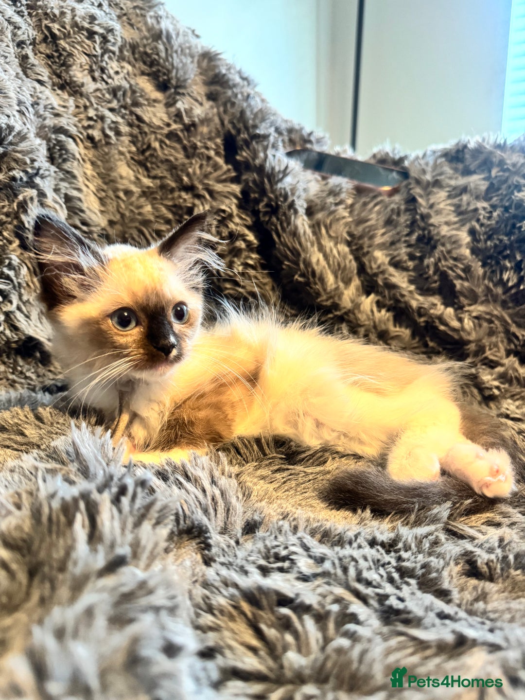 Ragdoll cats for sale: Gorgeous Pedigree Ragdolls  - Image 21