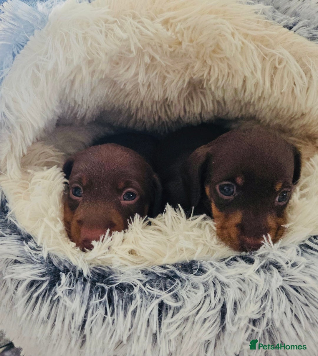 Miniature Dachshund dogs for sale: Choc/tan mum,long haired choc dad  A+ healthcare - Image 5