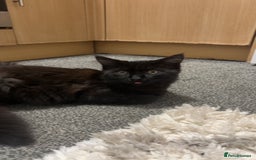British Longhair cats for sale: British Shorthair  - Image 2