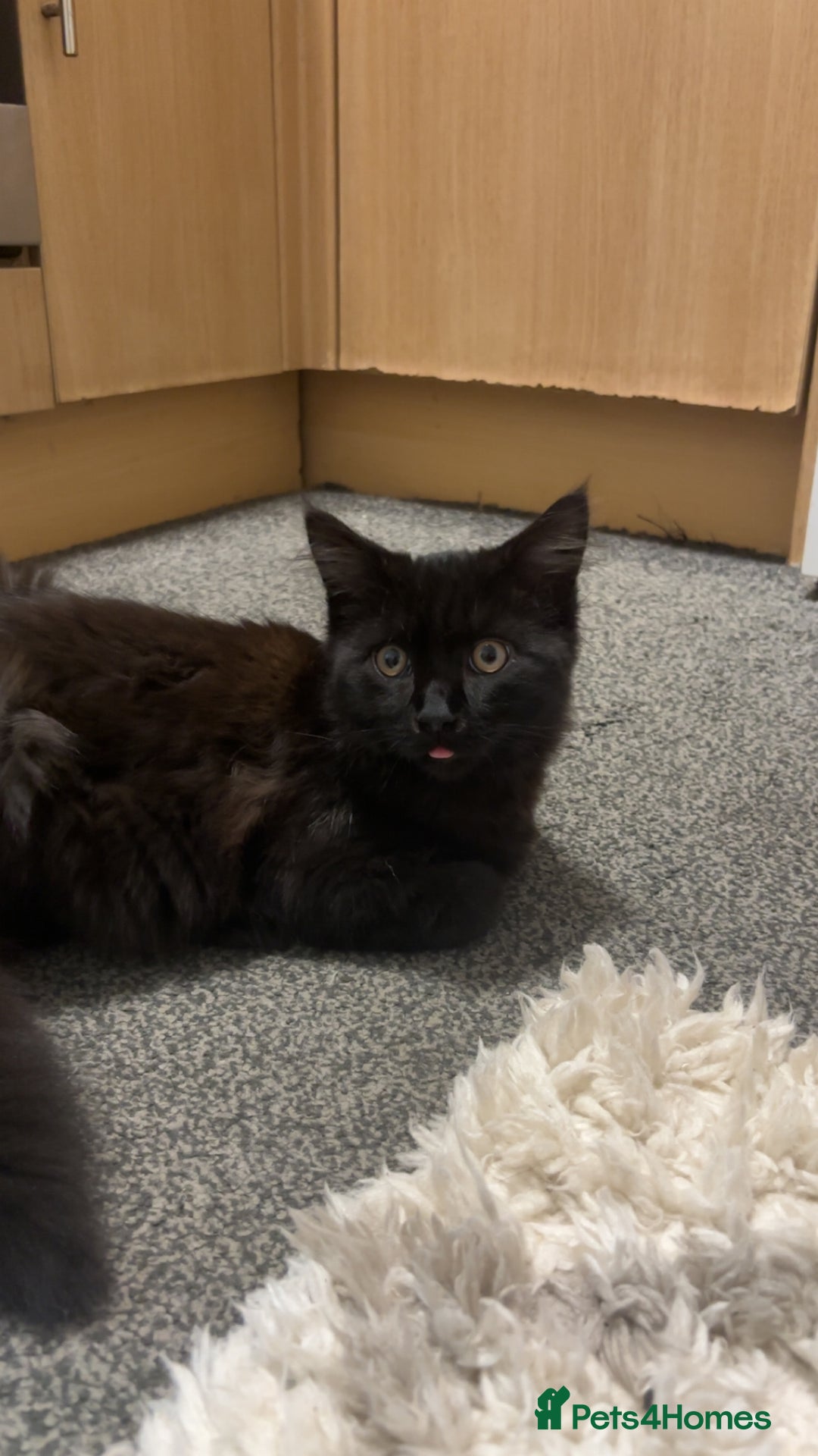 British Longhair cats for sale: British Shorthair  - Image 2