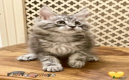 Maine Coon cats for sale: 🐾🦁 *TICA* MAINE COON KITTENS 🧬 DNA CLEAR 🦁🐾 - Image 17