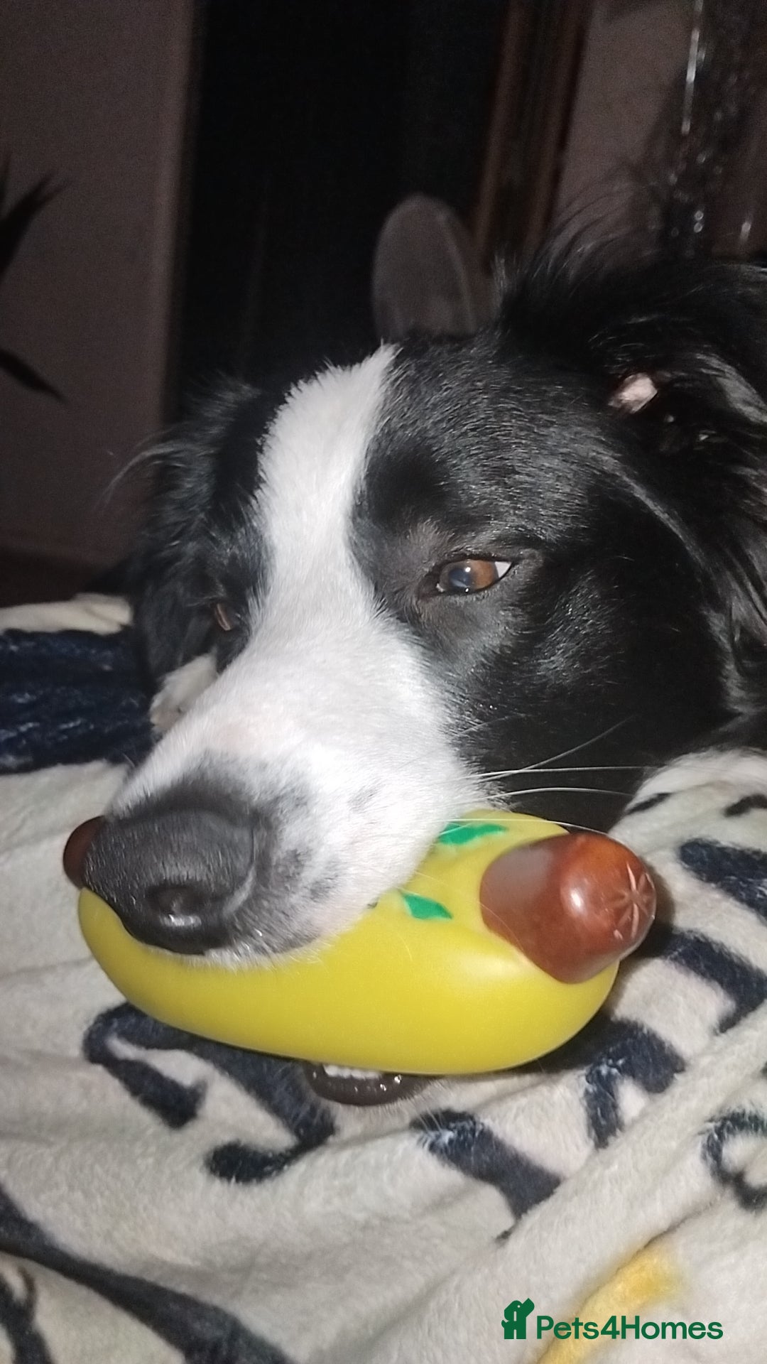 Border Collie dogs for sale: BaileyBoy - Advert 17