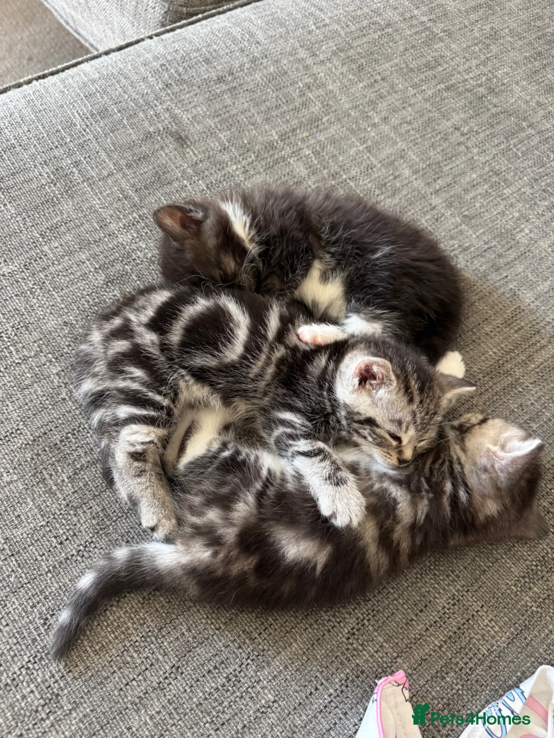 Mixed Breed cats for sale: 2 female 1 male kitten for sale - Advert 2