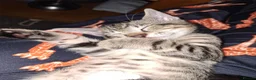 Mixed Breed cats for sale: Gorgeous half siamese kittens - Advert 11