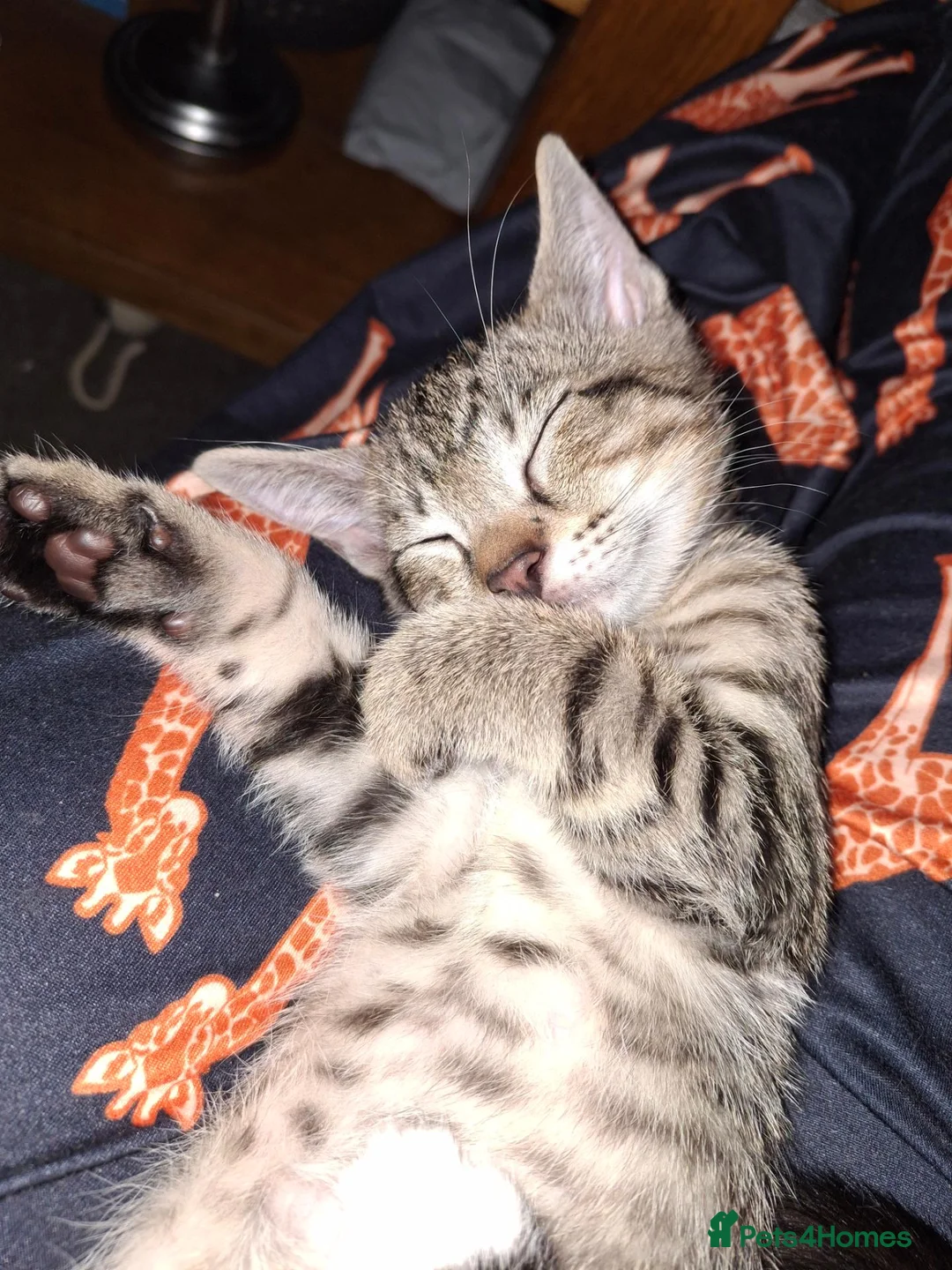 Mixed Breed cats for sale: Gorgeous half siamese kittens - Advert 11