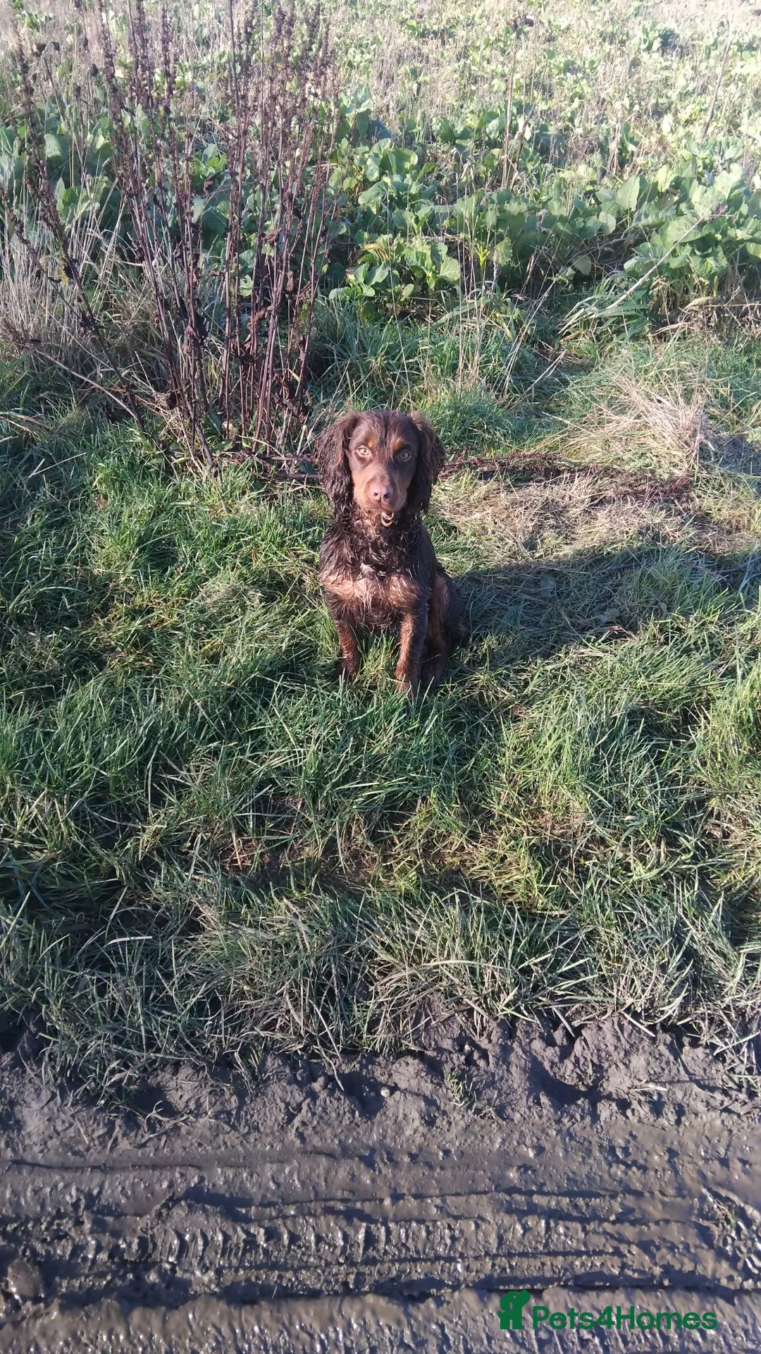 Cocker Spaniel dogs for sale: Chocolate and tan cocker spaniel  - Advert 7
