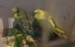 Budgerigars birds for sale: BUDGIES FOR SALE, all in good health - Image 22