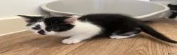 Mixed Breed cats for sale: READY NOW 2 kittens for sale - Advert 4