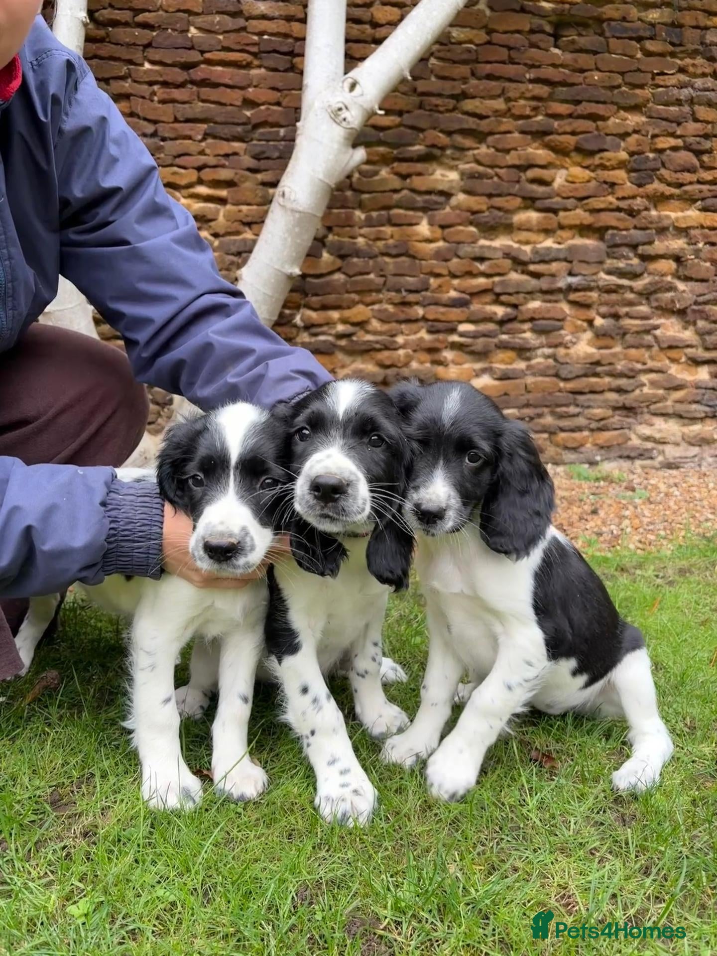 English Springer Spaniel dogs Springer Spaniel Puppies For Sale  - Advert 2