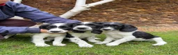 English Springer Spaniel dogs for sale: Springer Spaniel Puppies For Sale  - Advert 1
