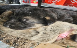 German Shepherd dogs for sale: 8 Beautiful fluffy German Shepherd pups  - Image 18