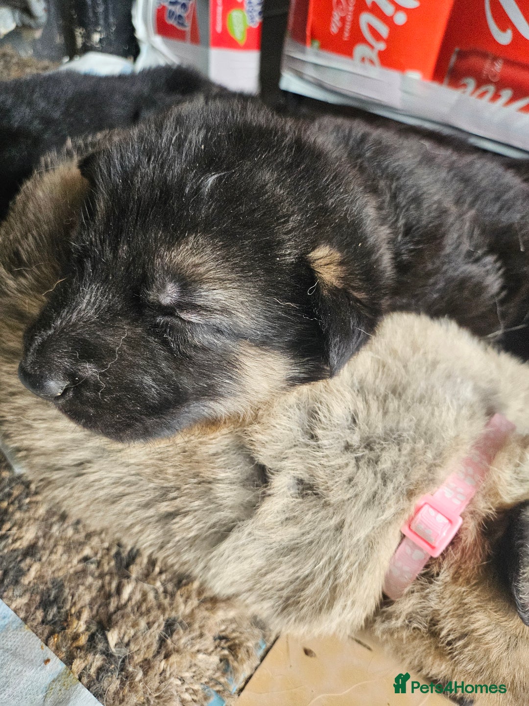 German Shepherd dogs for sale: 8 Beautiful fluffy German Shepherd pups  - Image 18