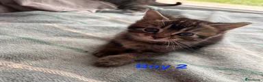 Boy 2