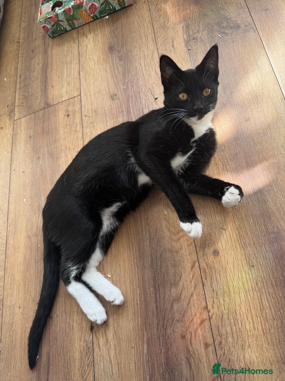 Domestic Shorthair cats for sale: LAST KITTEN! 1 playful tuxedo kitten left  - Image 5