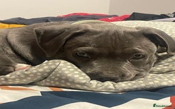 American Bulldog dogs for sale: This is Keith - Image 3