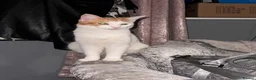 Domestic Shorthair cats for sale: Pancake/ Hunter  in Dudley - Advert 6