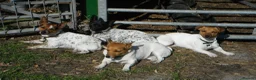 Jack Russell dogs for sale: Jack Russell dog puppy  in York - Advert 4