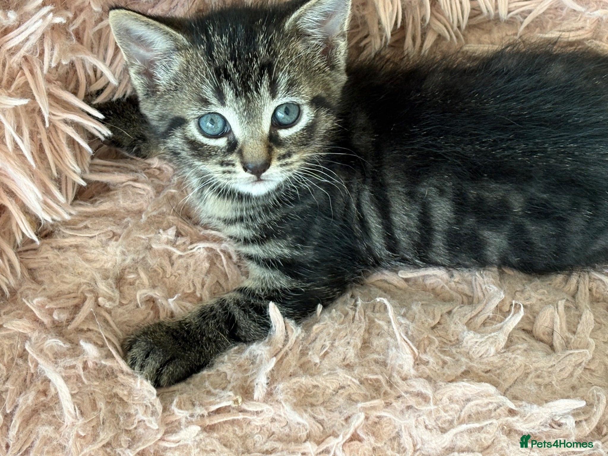 Mixed Breed cats Half British short hair tabby kittens.   - Advert 11