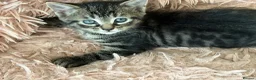 Mixed Breed cats for sale: Half British short hair tabby kittens.   - Advert 1