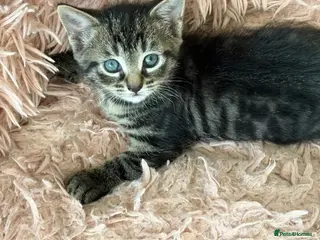 Mixed Breed cats Half British short hair tabby kittens. - Advert 1