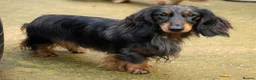 Miniature Dachshund dogs for stud: Silver dapple miniature longhaired dachshund stud in Stowmarket - Advert 5