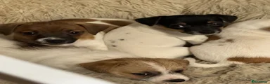 Jack Russell 2