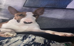 English Bull Terrier dogs for sale: 7 month old English bull terrier  - Image 5