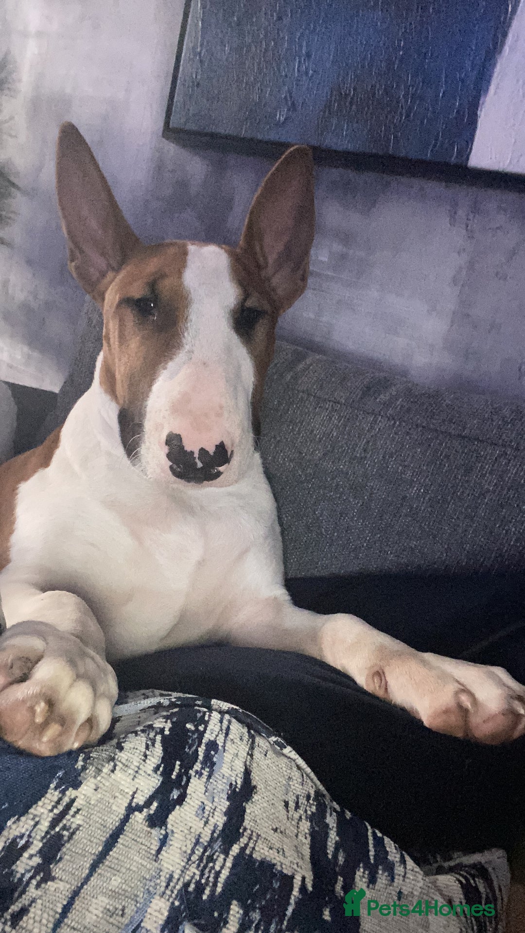 English Bull Terrier dogs for sale: 7 month old English bull terrier  - Image 5