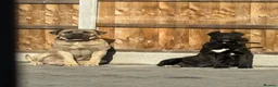 Cane Corso dogs for sale: CANE CORSO BABYS in Ashford - Advert 6