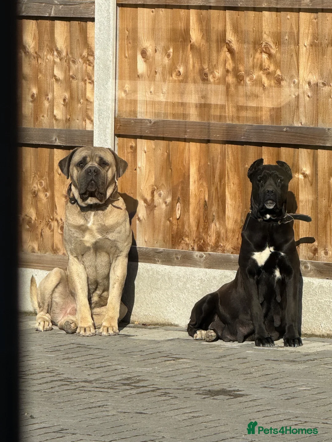 Cane Corso dogs for sale: CANE CORSO BABYS in Ashford - Advert 6