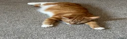 Mixed Breed cats for sale: 4 gorgeous female kittens for sale  - Advert 3