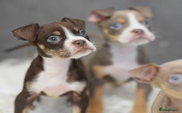 Old Tyme Bulldog dogs for sale: Why Settle for Less? 5⭐️Rated, 23 Years Experience - Image 12